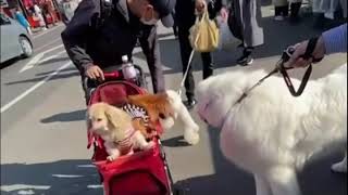 益子 秋の陶器市 に行って来たよ。城内坂通りとその周辺をお散歩して来たよ。