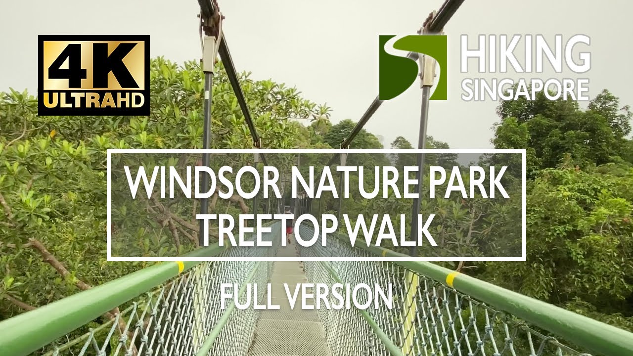 [4K] Windsor Nature Park To TreeTop Walk Macritchie - Hiking Singapore ...