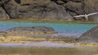 Little tern \u0026 Roseate tern in Amami island seaside Nature Park Japan