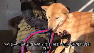 진돗개는 왜 그사람을 물었을까? - 파양된 진돗개 이야기