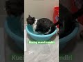 Kucing mandi sendiri