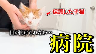 保護した猫を病院に連れていったら病気にかかっていました