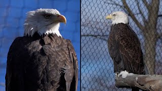 Bald Eagle Population Comes Back From Brink of Extinction