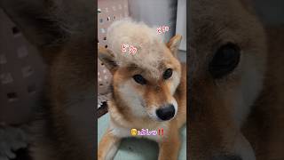 毛が乗って動けません〜 #柴犬コンちゃん #癒し動画 #dog #shorts