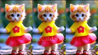 Get Ready For The CUTEST Cat Dance Compilation Ever ! 😊😺