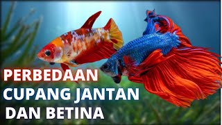 difference between male betta fish and female