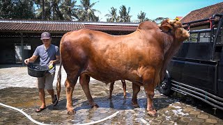 MANDIIN WARISO - SAPI JUMBO SEGEDE MOBIL !!