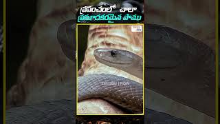 ప్రపంచంలో అత్యంత ప్రమాదకరమైన పాము | King Cobra \u0026 Black Mamba | Telugu Now