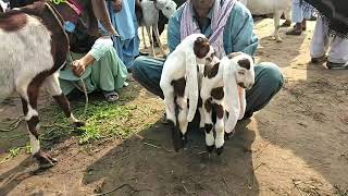 DAUR Bakra Mandi latest update 2021