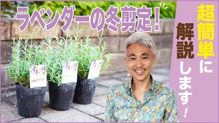 ラベンダーの冬剪定！超簡単に解説します！