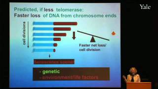 Maintaining Chromosome Ends: Basic Science to Human Health