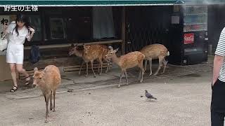 鹿ちゃんが〜あ〜スカートが～🦌