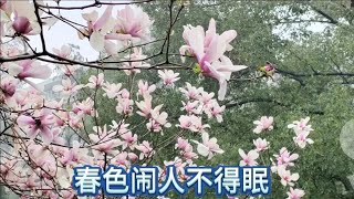 武汉大学樱花开了，另推荐无锡鼋头褚樱花