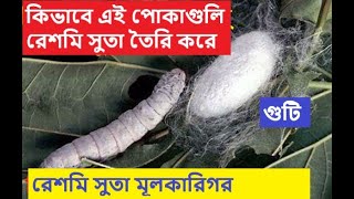 রেশম পোকা থেকে কিভাবে রেশম সুতা তৈরি | Worldwide Knowledge