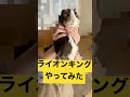 ライオンキングをやってみた shorts モルモット guineapig ライオンキング lionking