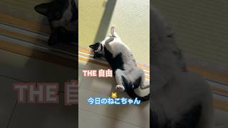 【今日のねこちゃん】猫を飼おうか迷っておられる方の参考になれば幸いです