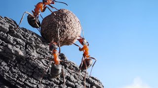 Bull Ants: Masters Of Defense - Unleashing Their Fierce Intelligence!