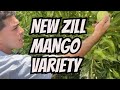 A New Mango Variety By Zill Nursery