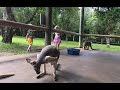 吃可愛長大的動物～被澳洲無尾熊萌得一塌糊塗啦！ australia zoo tour vlog