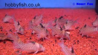 Hobby Fish - Milton Keynes - Corydoras punctatus - Spotted Catfish