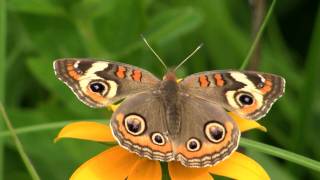 Common Buckeye Butterfly