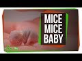 How Researchers Made Mice Pups from Two Moms and Two Dads | SciShow News