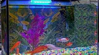 Aquarium live #live feed# viral