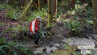 Daylighting Hidden Streams with Redwoods Rising | Save the Redwoods League