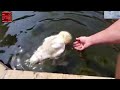 Goose called Phoenix forms incredible bond with owner