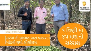 પરવર ની ખેતી માં નેટસર્ફ નુ જોરદાર રિઝલ્ટ । For More Info- 8758043438 Yash, 9558272313 Pratik