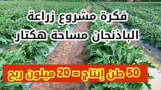 فكرة مشروع زراعة الباذنجان : كيف تحقق 50 طن إنتاج وربح 20 مليون 💰 من هكتار واحد !