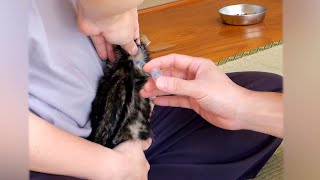 FIPの子猫に自宅で初注射。これで良くなると期待していたが、まさかの展開に…。