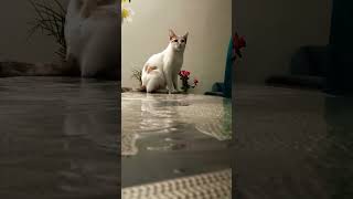 Am I cute? #shortvideo #compilation #shortfeed #cuteanimals #funnyanimals #cat #catlover #catvideos
