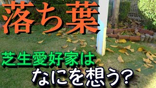 芝生に落ち葉・・・何を想う？　家庭園芸の愉しみ