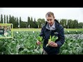 how to grow and eat syngenta s all new istem cauliflower