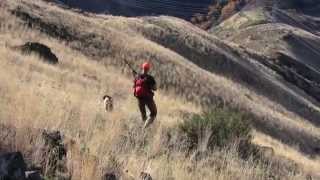 Return of the Chukar