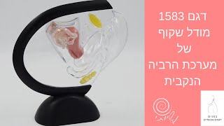 דגם 1583 - מודל אנטומי שקוף של מערכת הרביה הנקבית