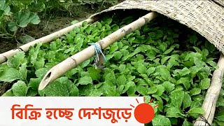 মুন্সিগঞ্জে কোটি টাকার সবজির চারার বাজার | Vegetable Plants