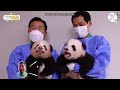 [Vietsub | Pandastic BaoBao] EP.12 RuiBao & HuiBao khoe răng sữa. Em út tăng cân quá nhanh!! #판다