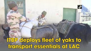 ITBP deploys fleet of yaks to transport essentials at LAC