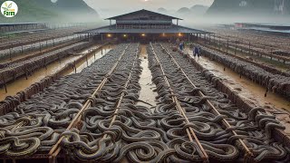 China Snake Farm - Chinese Farmer raise millions of Snake to make profit of 8 million USD every year