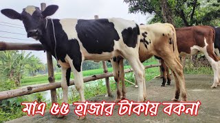 মাএ ৫৫ হাজার টাকায় বকনা,মিনার ডেইরি ফার্মে পাবেন।