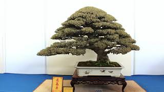 Deciduous Bonsai inspiration