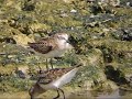 birds of israel little stint חופית קטנה