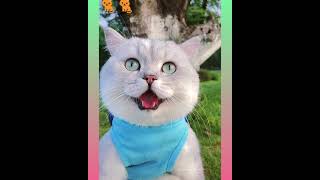 29  Cute and Funny Cat Videos Compilation  #short