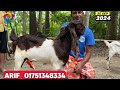 পাঠা সহ ৭টি ছাগল ৭৫ হাজর টাকা আরিফ ভাইয়ের কাছে goatfarming totapurigoat goat