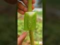 Propagate lemon tree by air layering using Aloe Vera #shorts