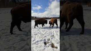 Бизон Борис и зубр Игорь выясняют кто из них главный #funnyanimals #забавныеживотные #bison #buffalo