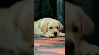 Cutest labrador 😘😘 & Funniest puppies #labrador #funnydogs #cutedog #funnypuppy #shorts #trending