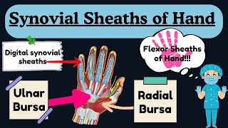 Synovial Sheaths of Hand : Ulnar Bursa, Radial Bursa, and Digital Synovial Sheath | Hand Anatomy